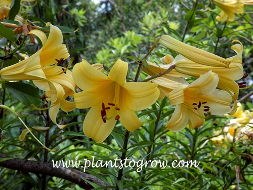 Golden Splendor Trumpet Lily